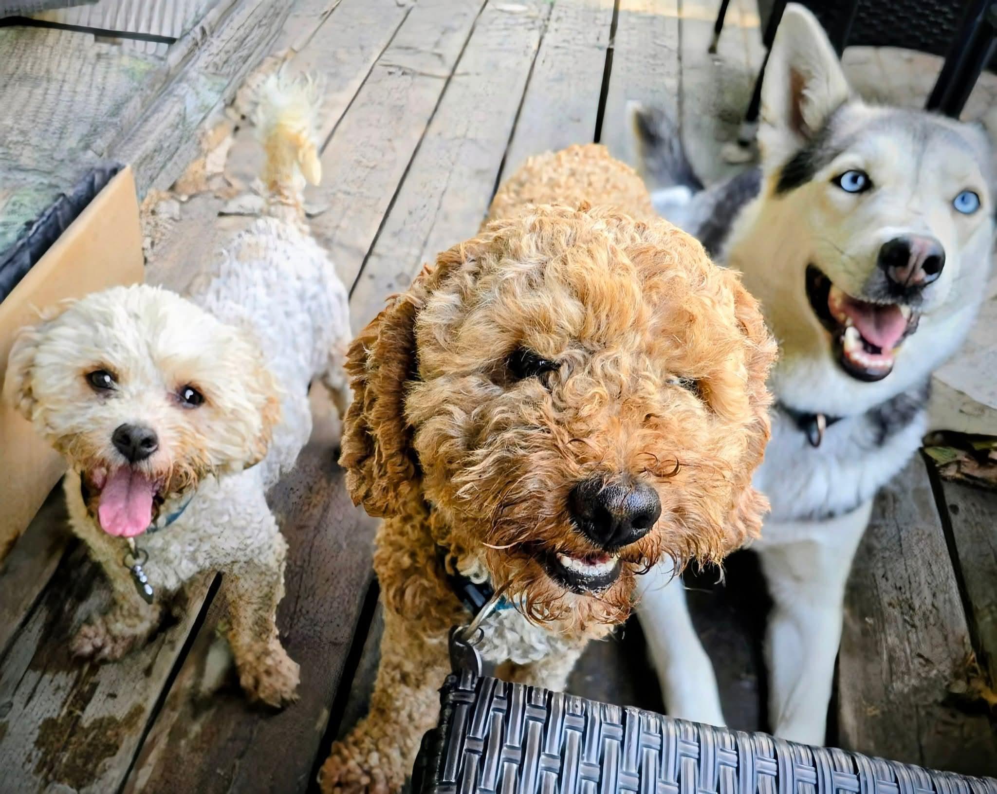 Sloane, born May 2023, a Adoptable Siberian Husky in Lucknow, ON image 2/5