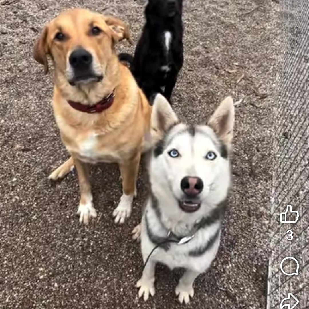 Enlarge Sloane, born May 2023, a Adoptable Siberian Husky in Lucknow, ON image 2/6