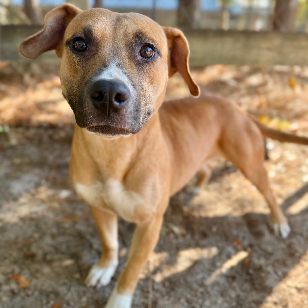Enlarge Elle, a Adoptable Mixed Breed in Milton, FL image 1/1