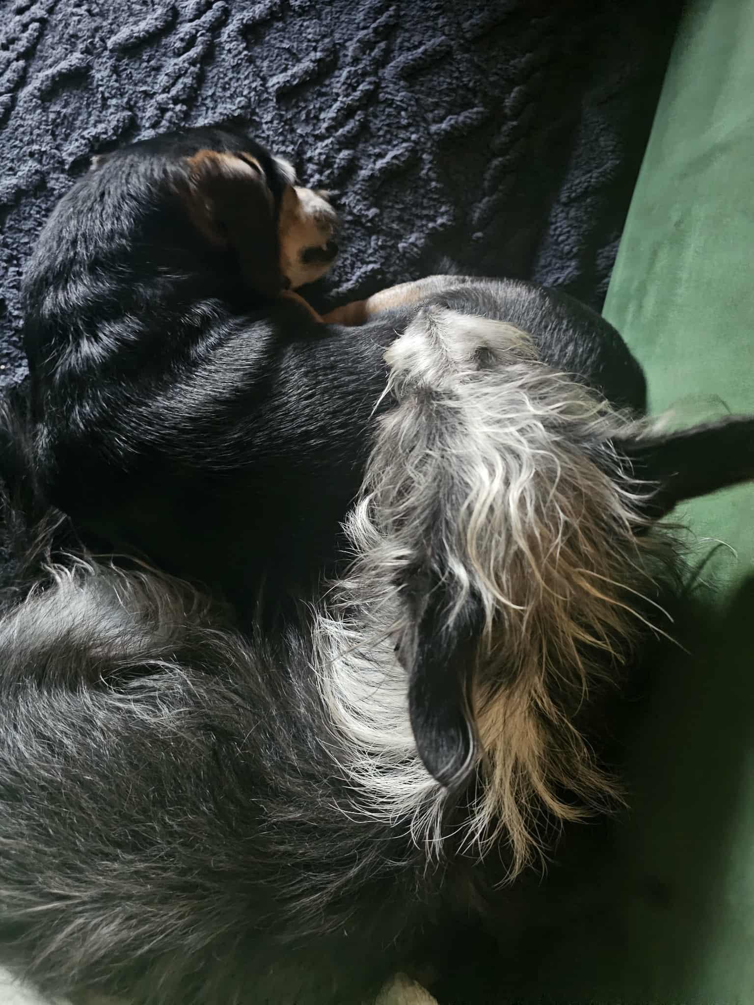 Enlarge Simon, a Adoptable Terrier in Covina, CA image 5/5