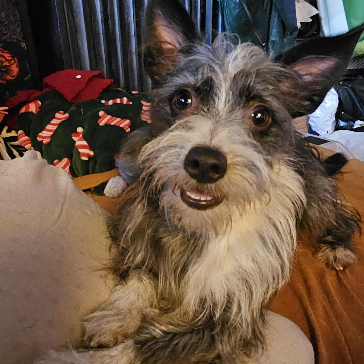 Enlarge Simon, a Adoptable Terrier in Covina, CA image 2/5