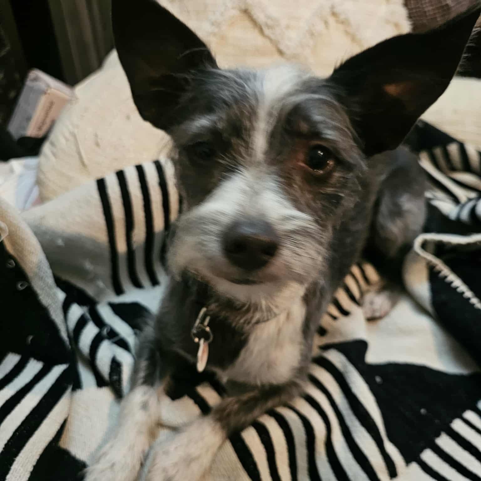 Simon, Adoptable, Young Male Terrier.