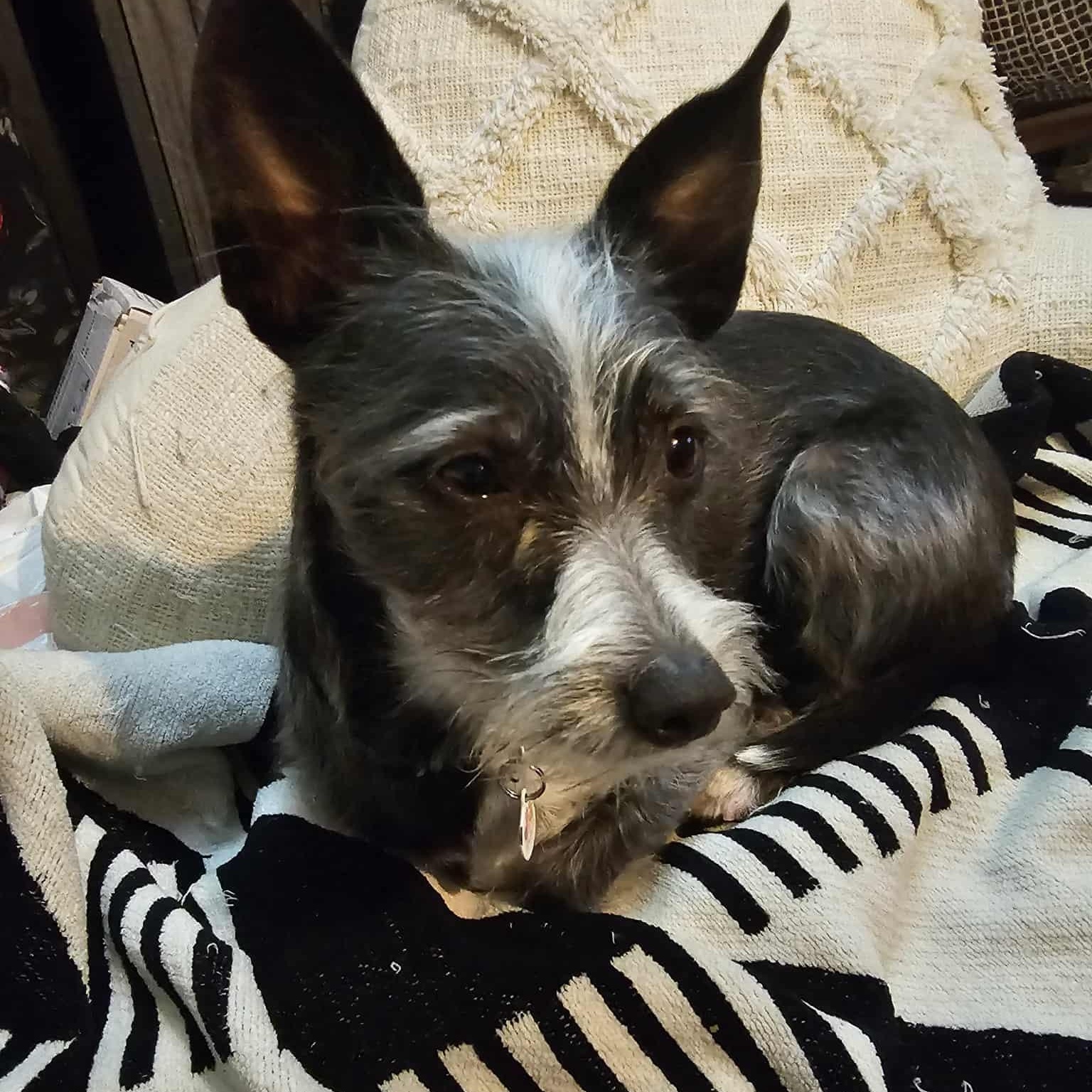 Enlarge Simon, a Adoptable Terrier in Covina, CA image 4/5