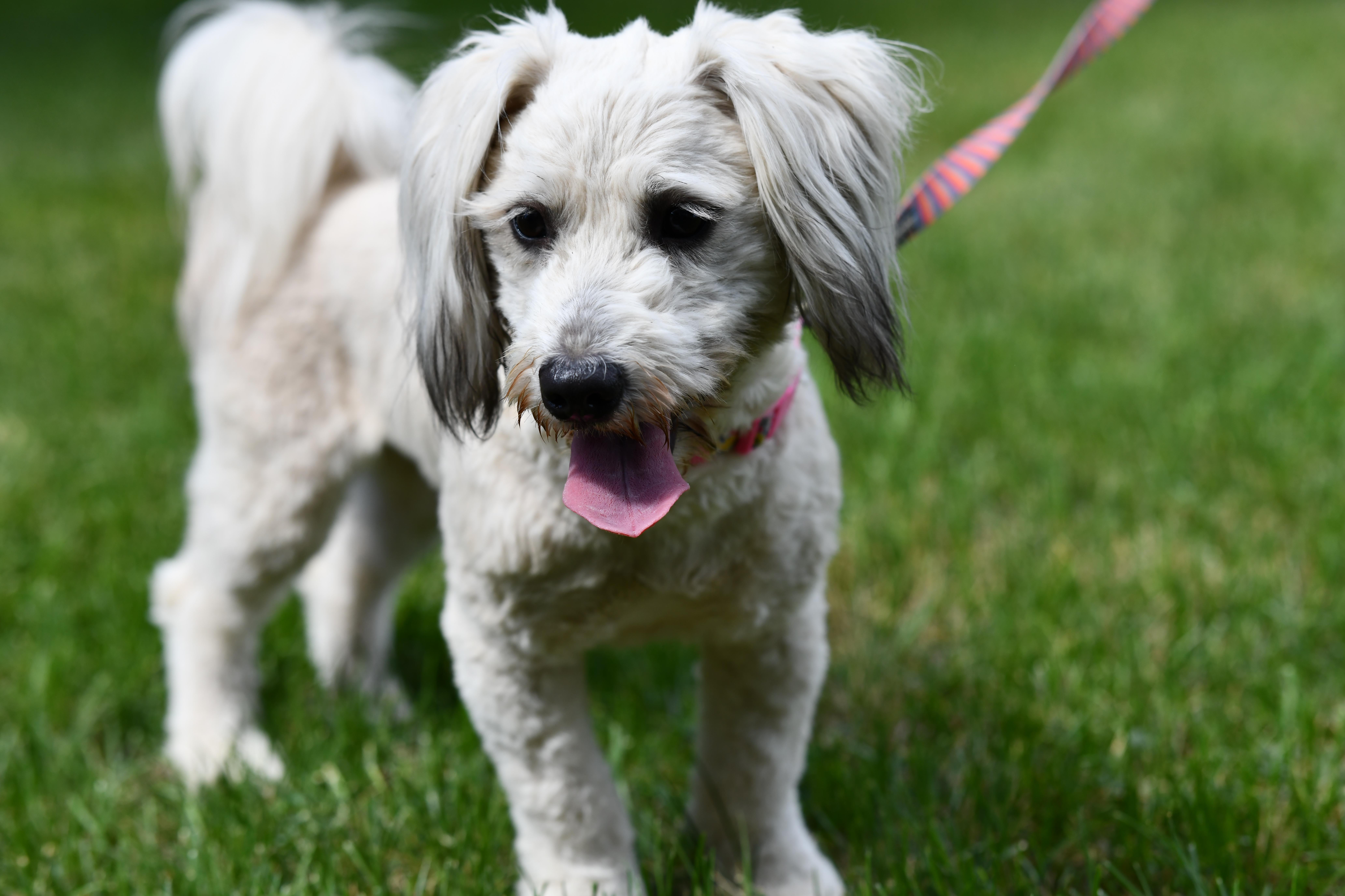 Enlarge Bunny, a ADOPTABLE mixed breed in Union Gap, WA image 3/4