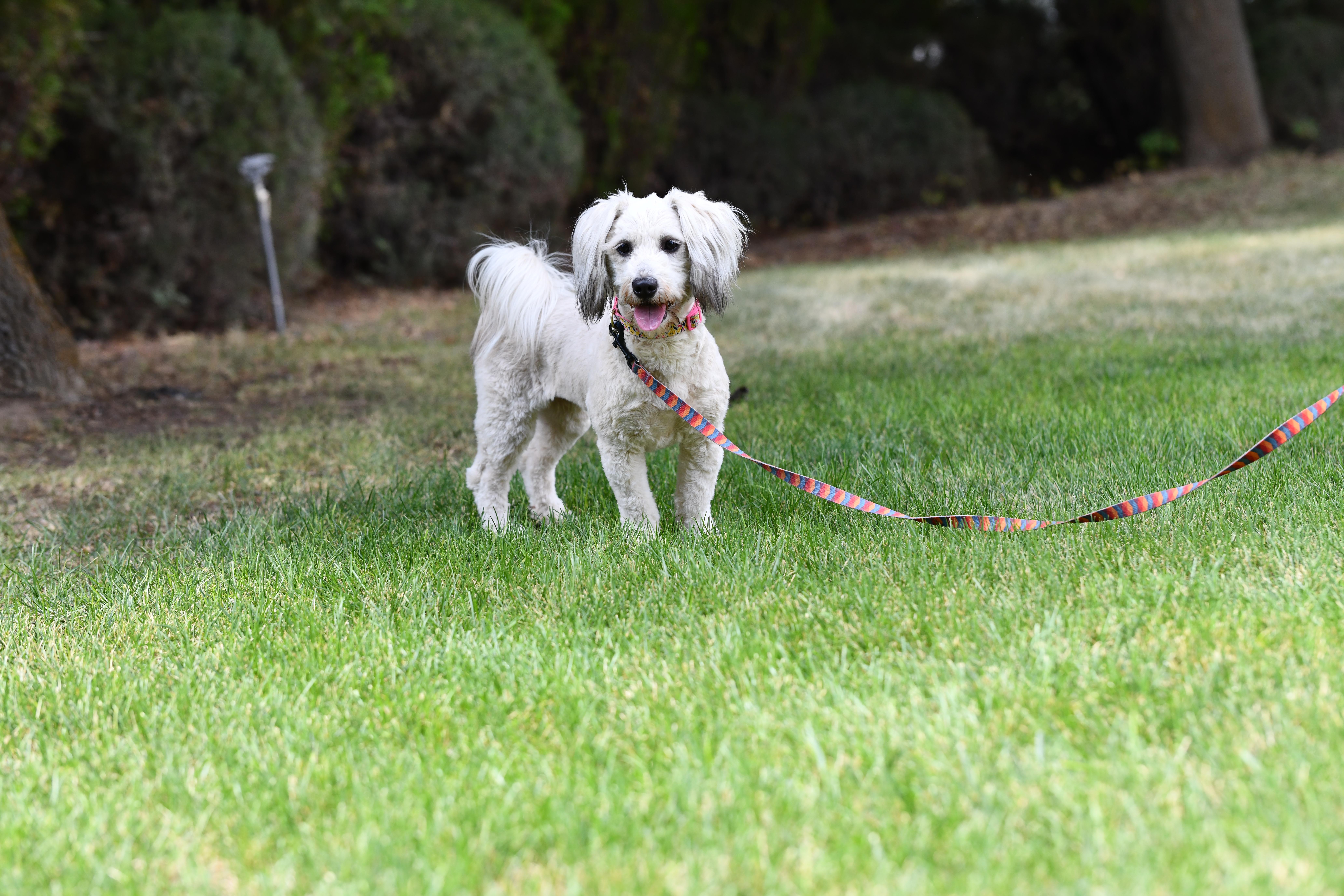 Enlarge Bunny, a ADOPTABLE mixed breed in Union Gap, WA image 4/4