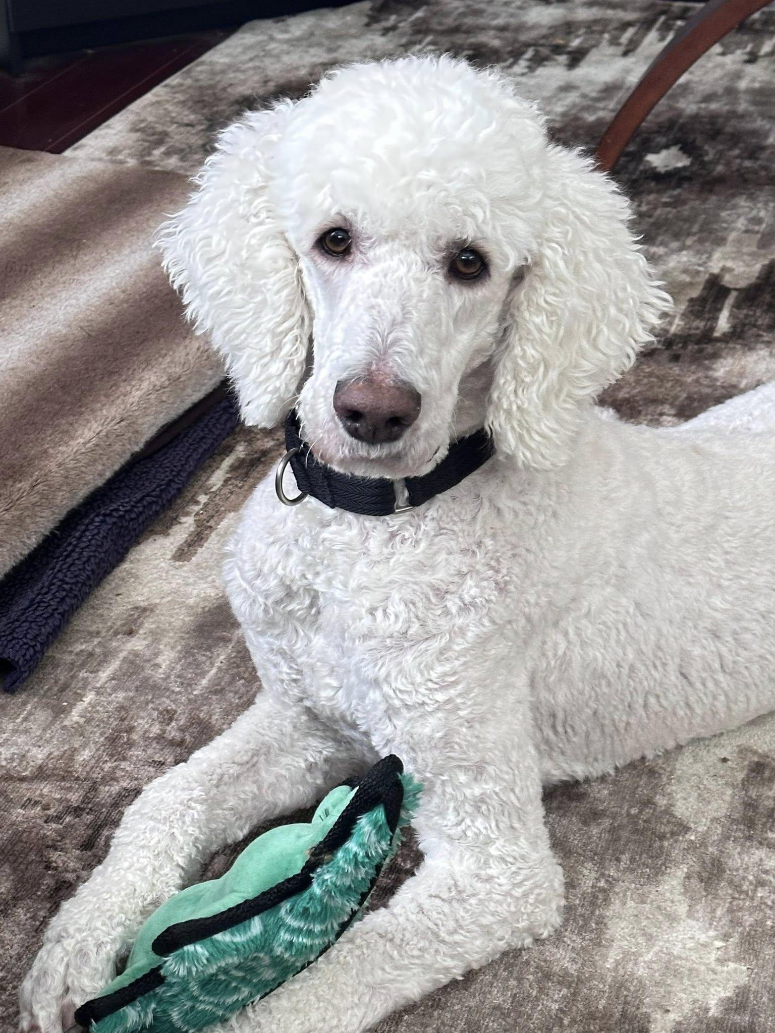 Milo, a ADOPTABLE Standard Poodle in Ajax, ON image 1/3