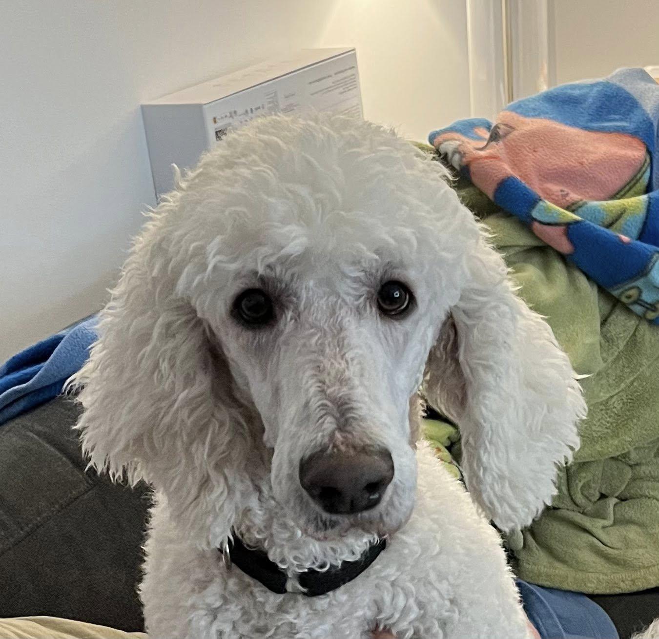 Milo, a ADOPTABLE Standard Poodle in Ajax, ON image 2/3