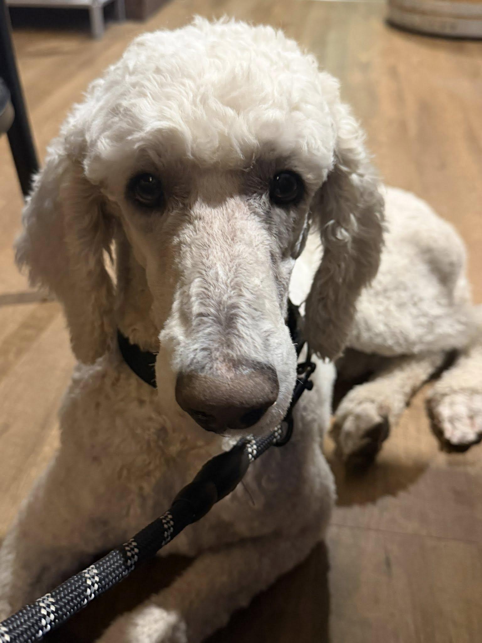 Milo, a ADOPTABLE Standard Poodle in Ajax, ON image 3/3