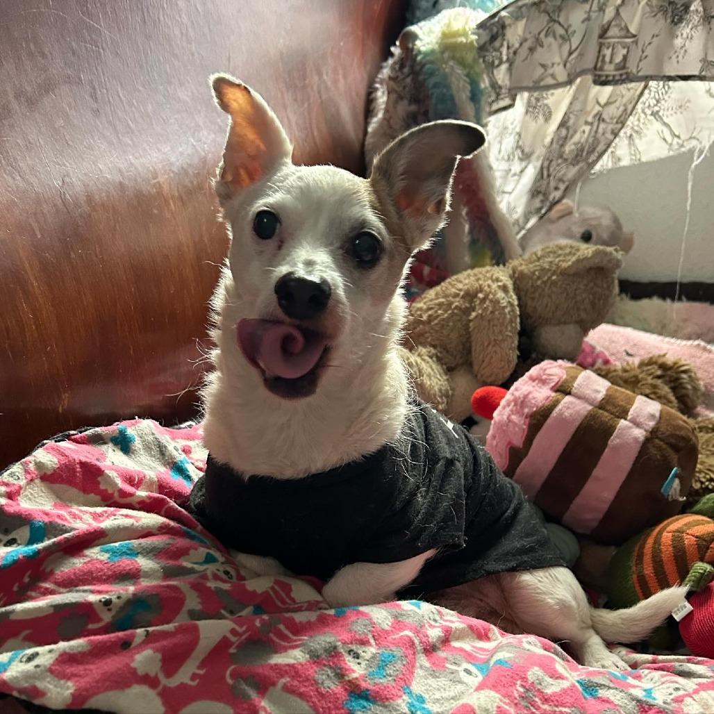 Paxton, Adoptable, Senior Male Terrier & Mixed Breed.