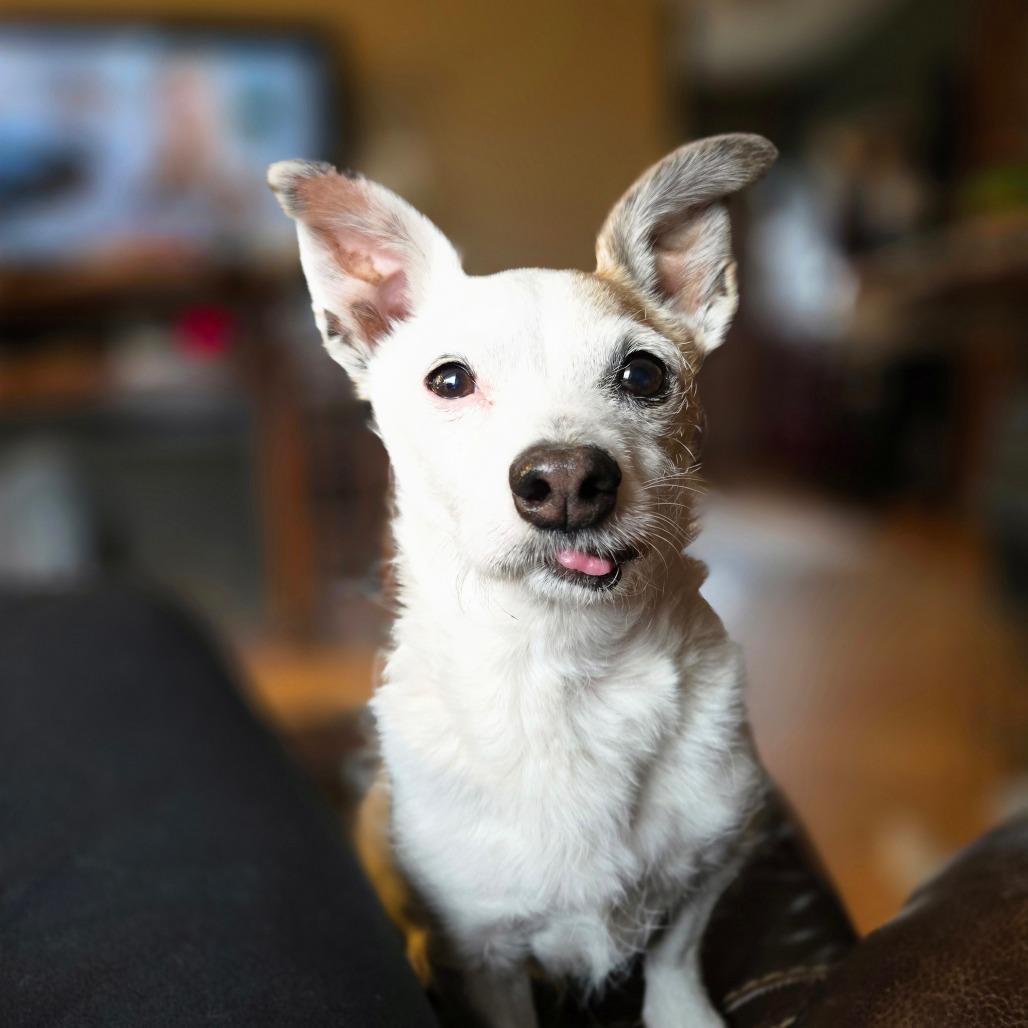 Enlarge Paxton, a Adoptable mixed breed in Rochester, MN image 2/6