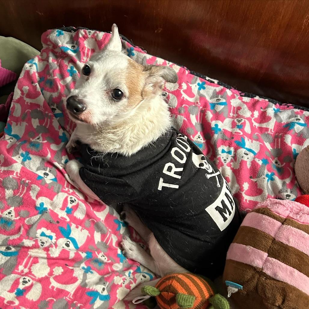 Enlarge Paxton, a Adoptable mixed breed in Rochester, MN image 3/6