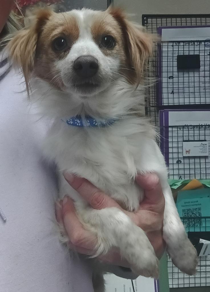 Enlarge Mickey $500, a Adoptable mixed breed in Milwaukee, WI image 1/2