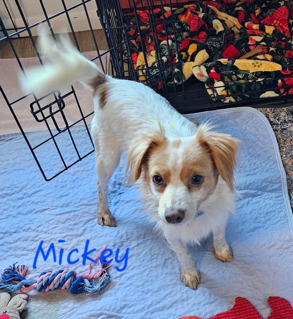 Enlarge Mickey $500, a Adoptable mixed breed in Milwaukee, WI image 2/2
