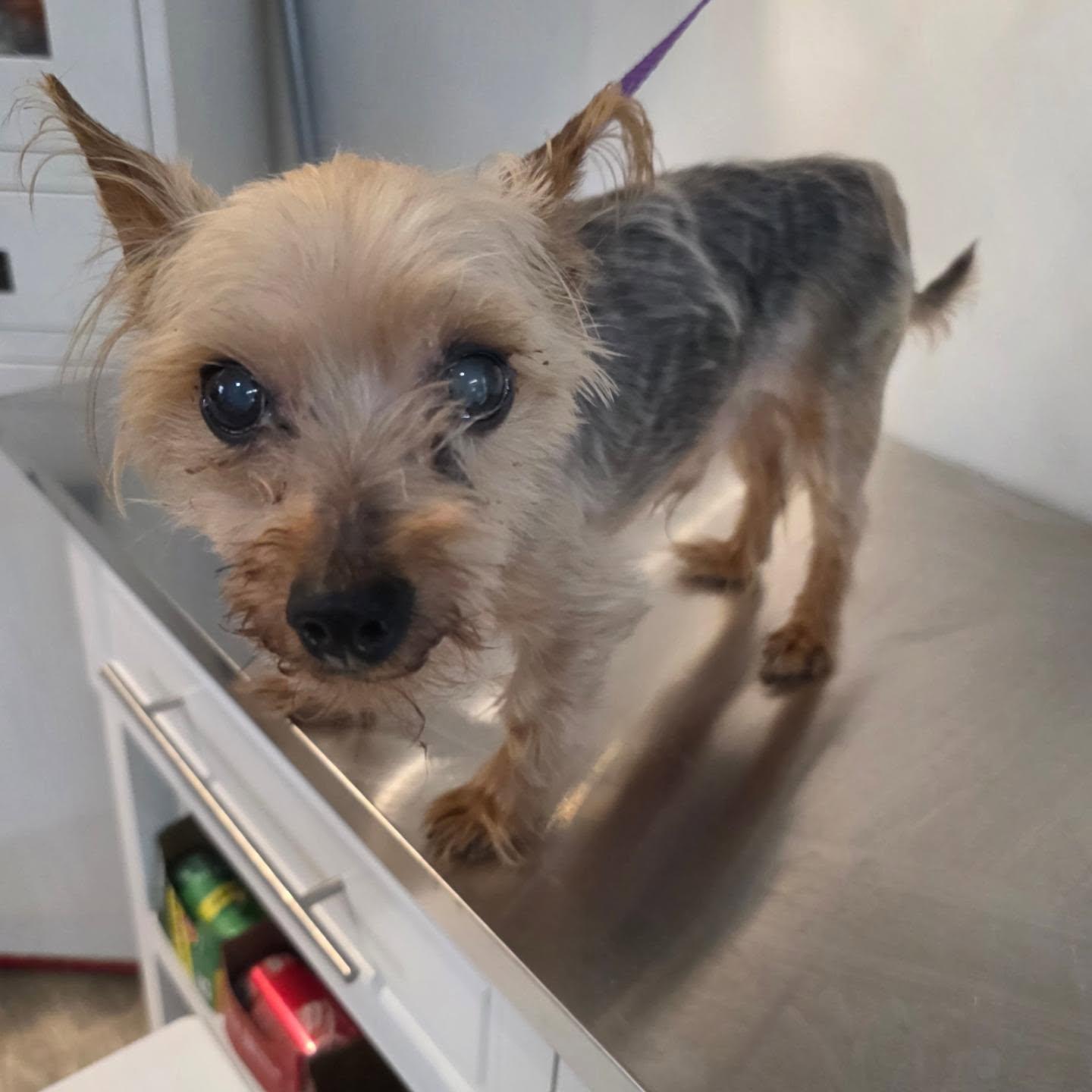 Enlarge MUTTLEY, a ADOPTABLE mixed breed in New York, NY image 2/6