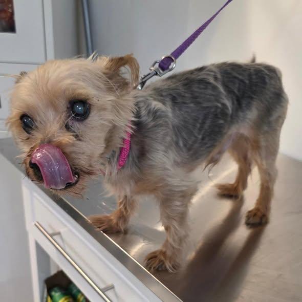 Enlarge MUTTLEY, a ADOPTABLE mixed breed in New York, NY image 5/6