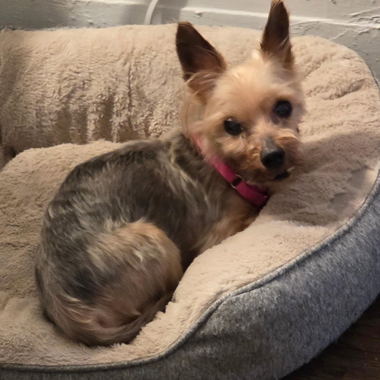 Enlarge MUTTLEY, a ADOPTABLE mixed breed in New York, NY image 6/6