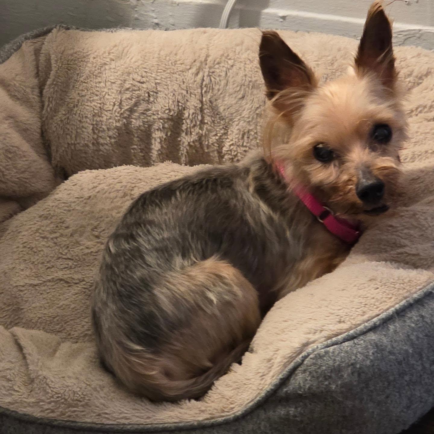 MUTTLEY, ADOPTABLE, Senior Male Yorkshire Terrier.