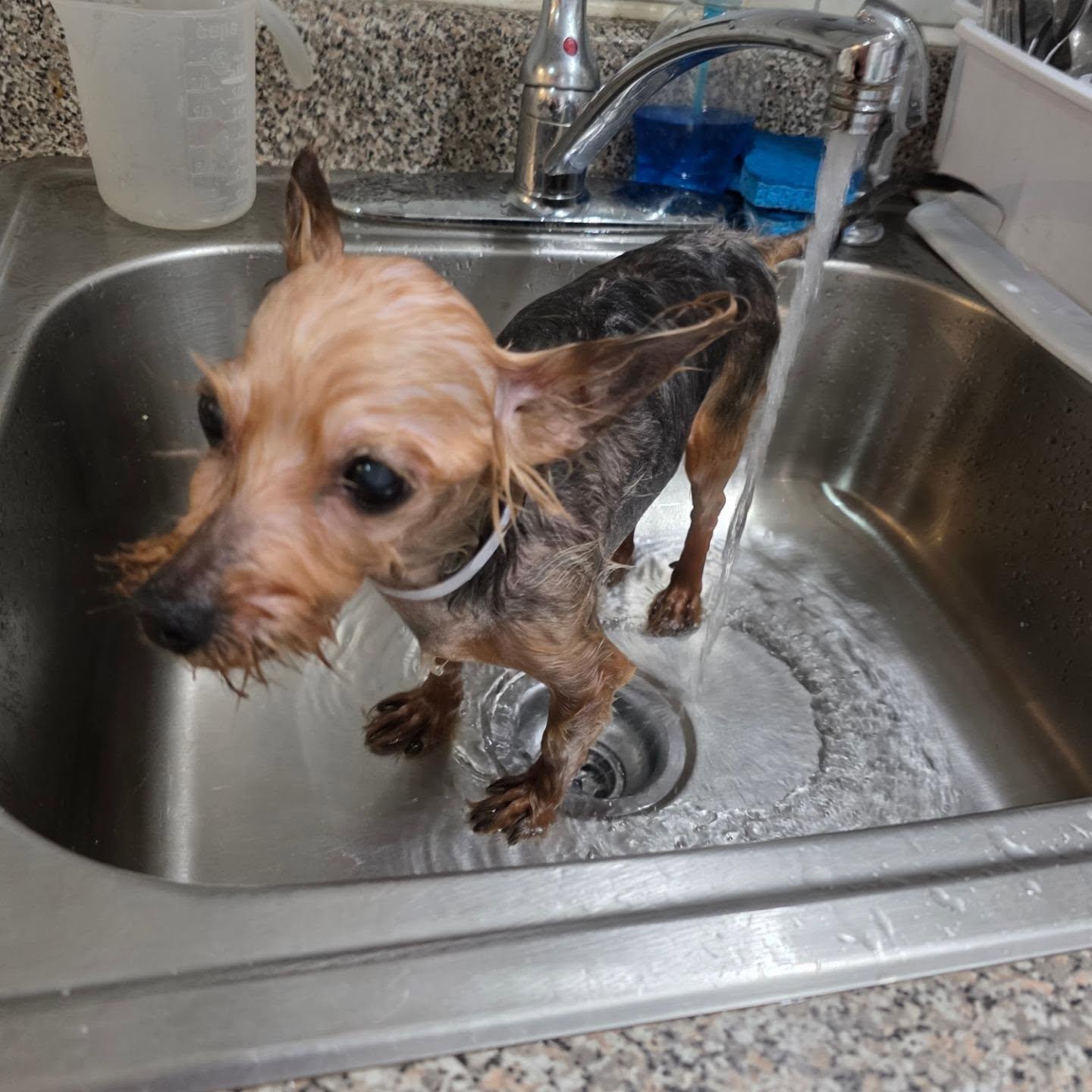 Enlarge MUTTLEY, a ADOPTABLE mixed breed in New York, NY image 4/6