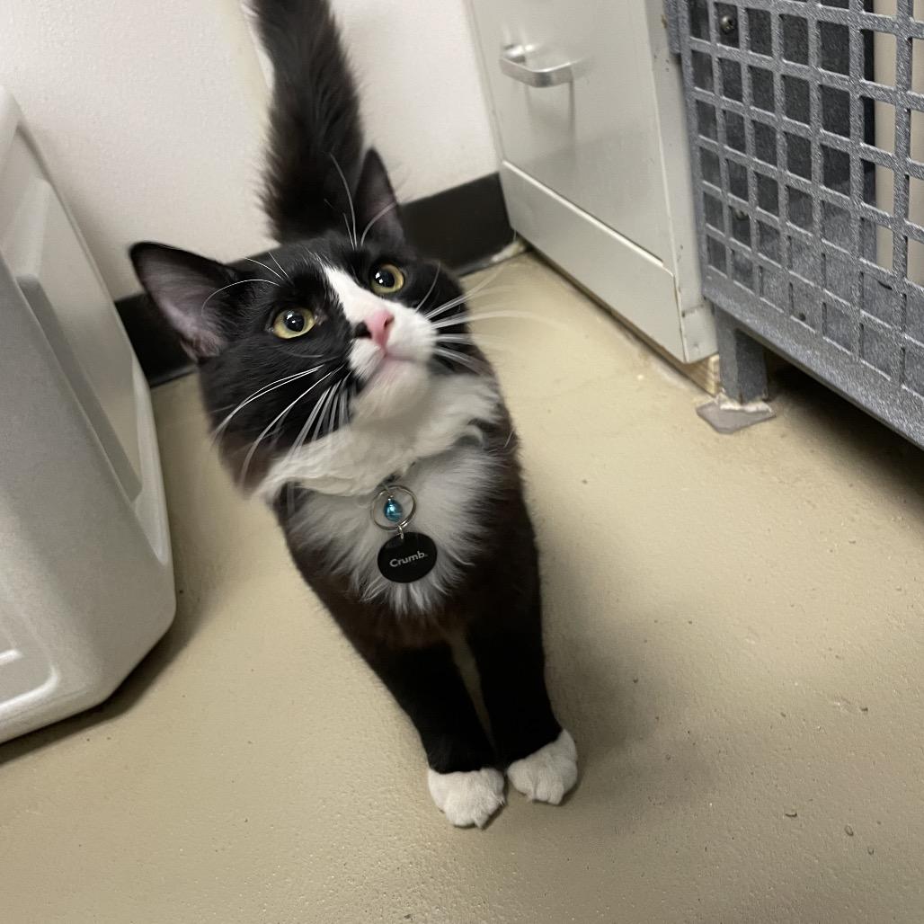 Sammy, Adoptable, Kitten Male Domestic Short Hair.