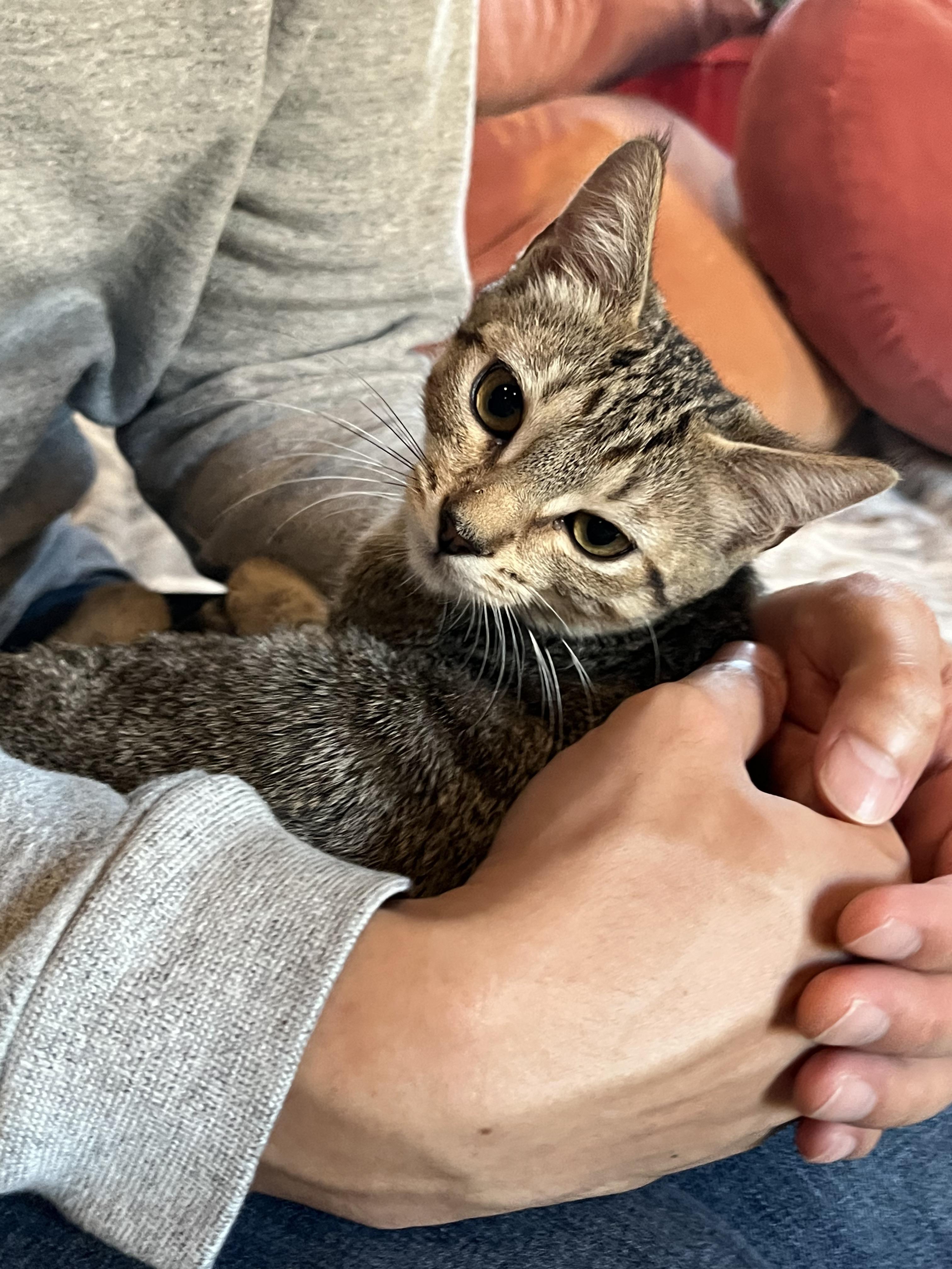 Monkey - female kitten, a Adoptable Tabby in Santa Clara , CA image 5/5