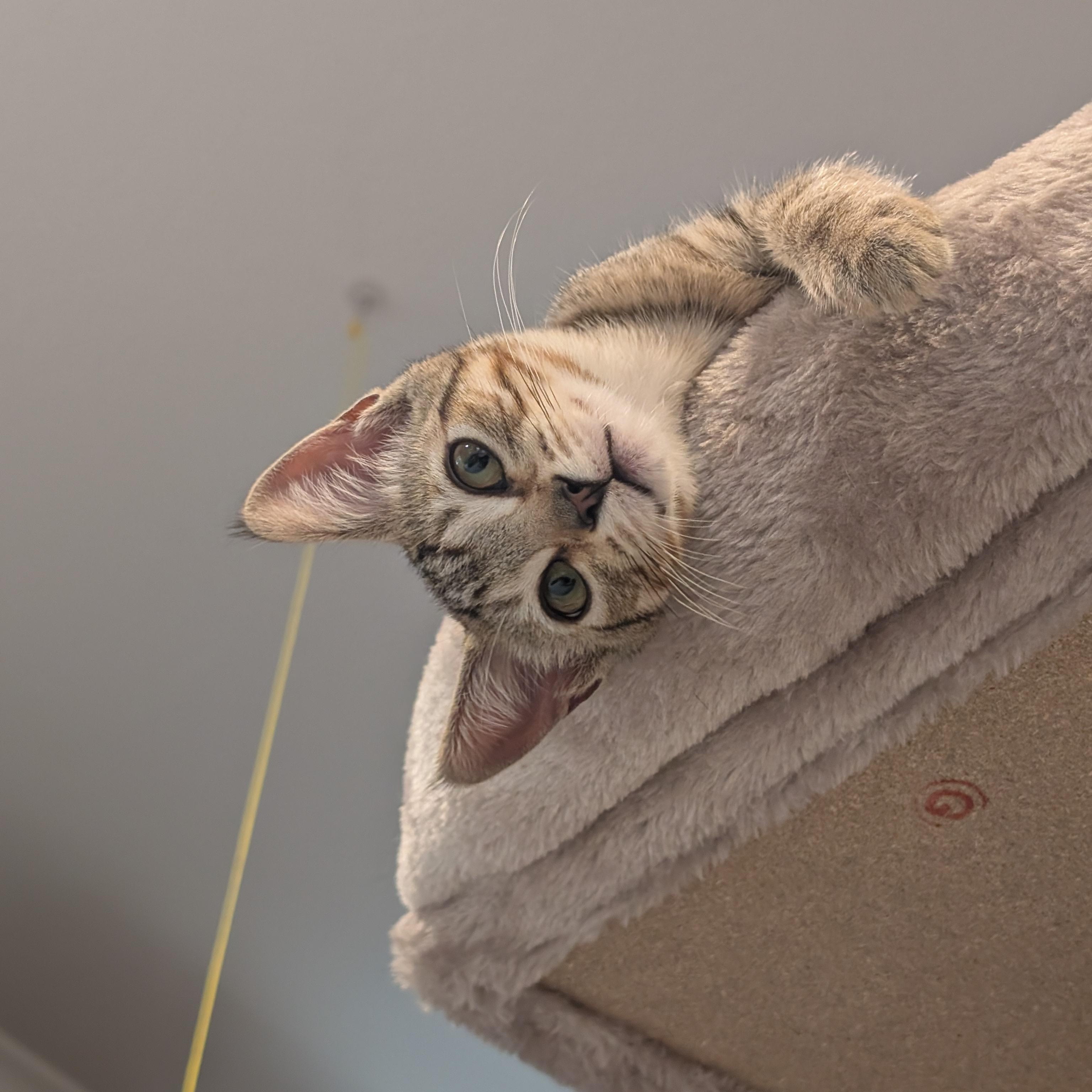 Monkey - female kitten, a Adoptable Tabby in Santa Clara , CA image 2/5