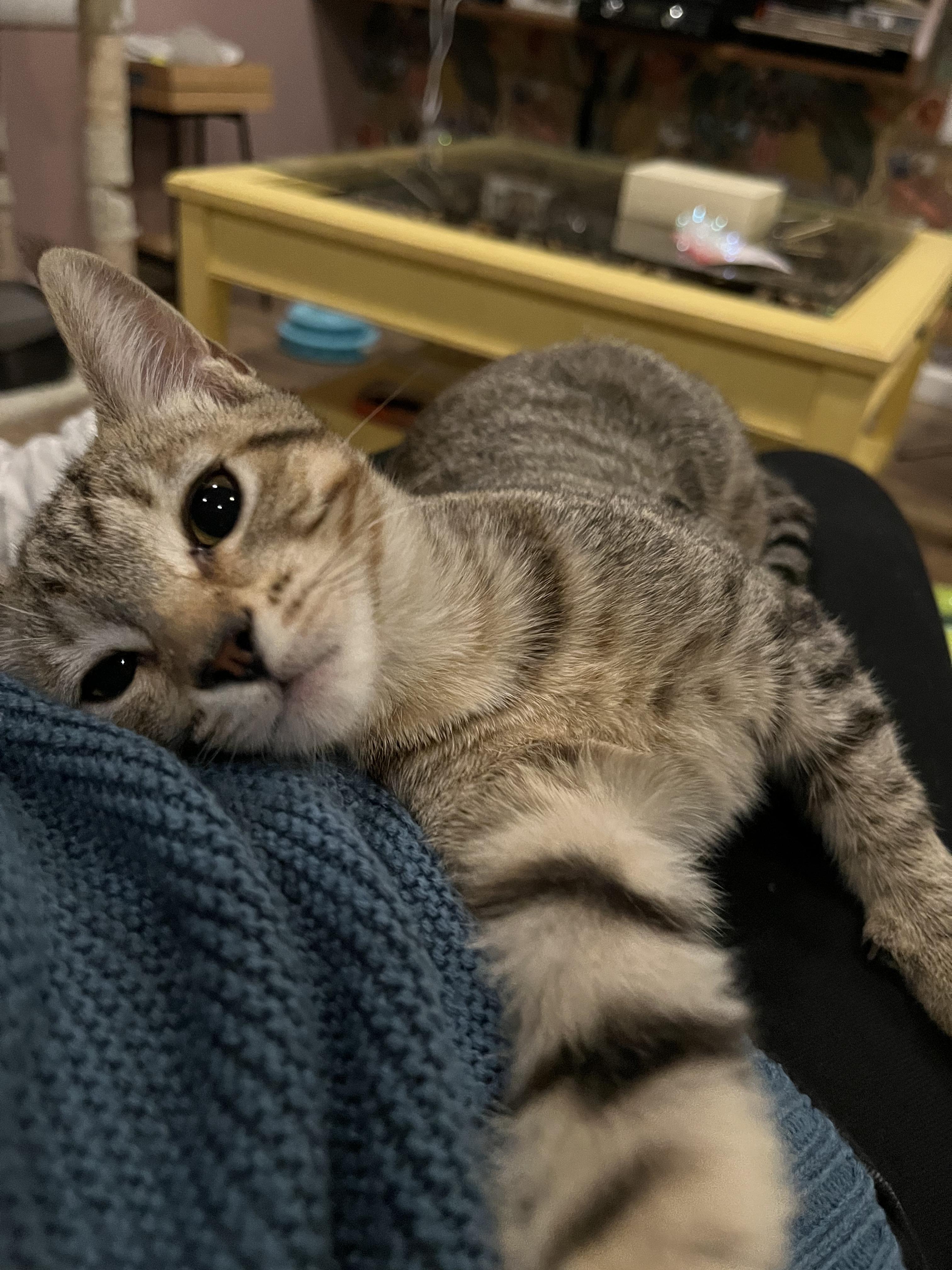 Monkey - female kitten, a Adoptable Tabby in Santa Clara , CA image 3/5