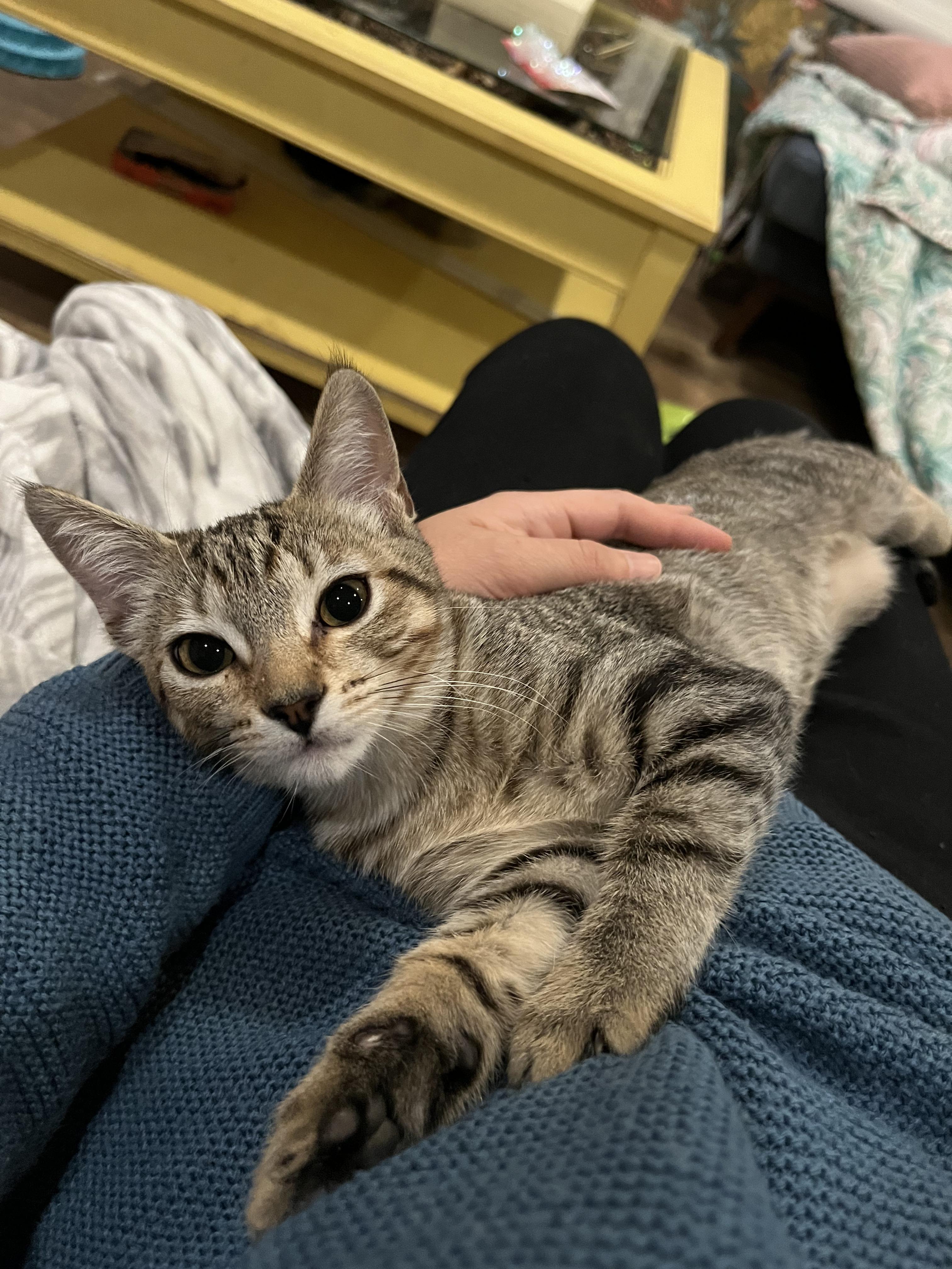 Monkey - female kitten, a Adoptable Tabby in Santa Clara , CA image 1/5