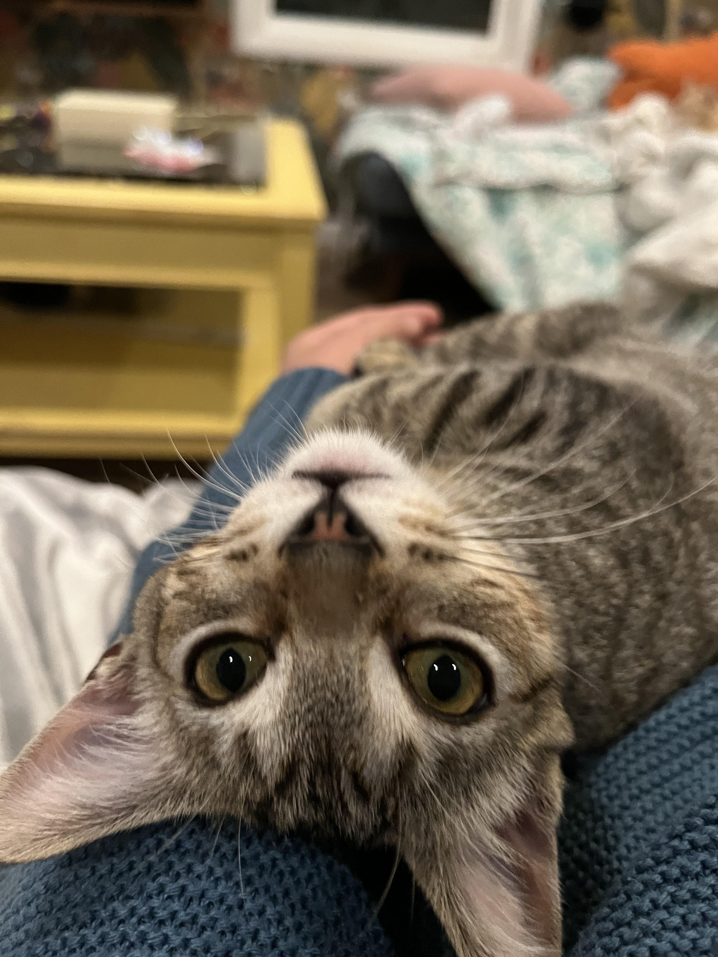 Monkey - female kitten, a Adoptable Tabby in Santa Clara , CA image 4/5