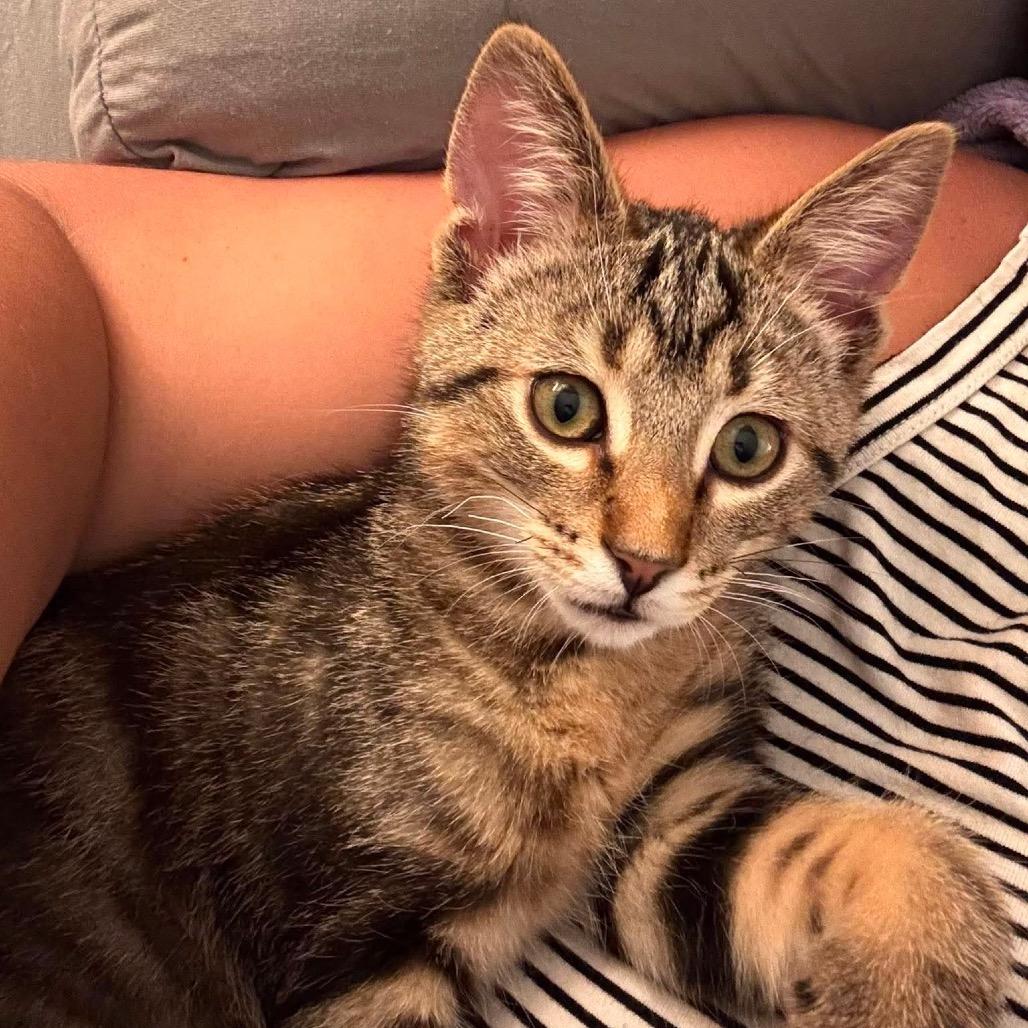 Loki, Adoptable, Kitten Male Domestic Short Hair.
