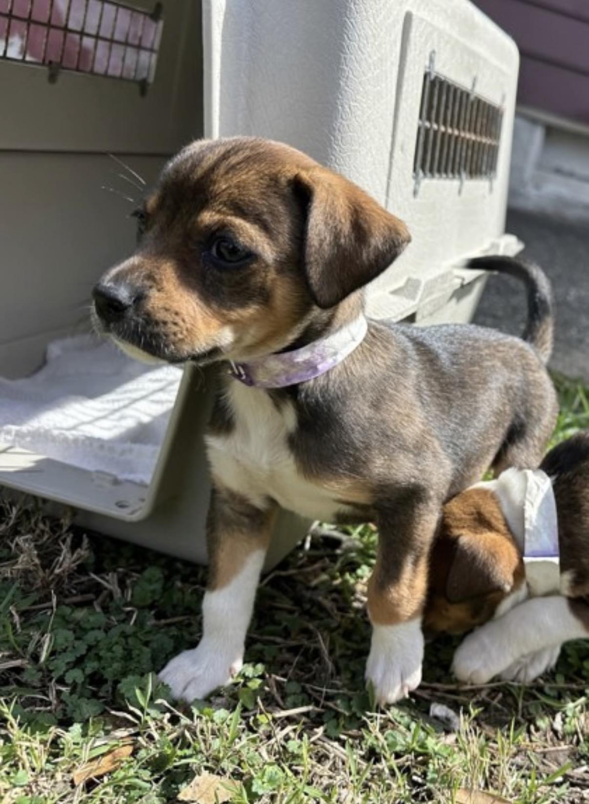 Meerkat , an adopted mixed breed in Marshall, NC image 1/2