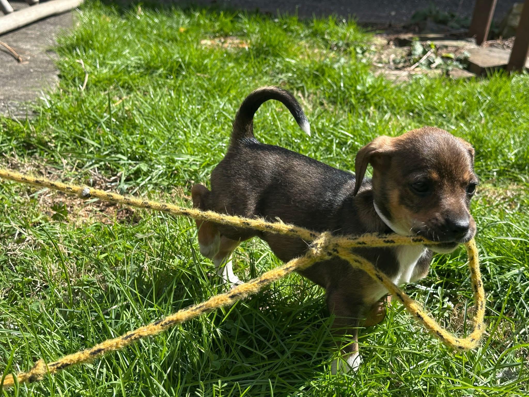 Meerkat , an adopted mixed breed in Marshall, NC image 2/2