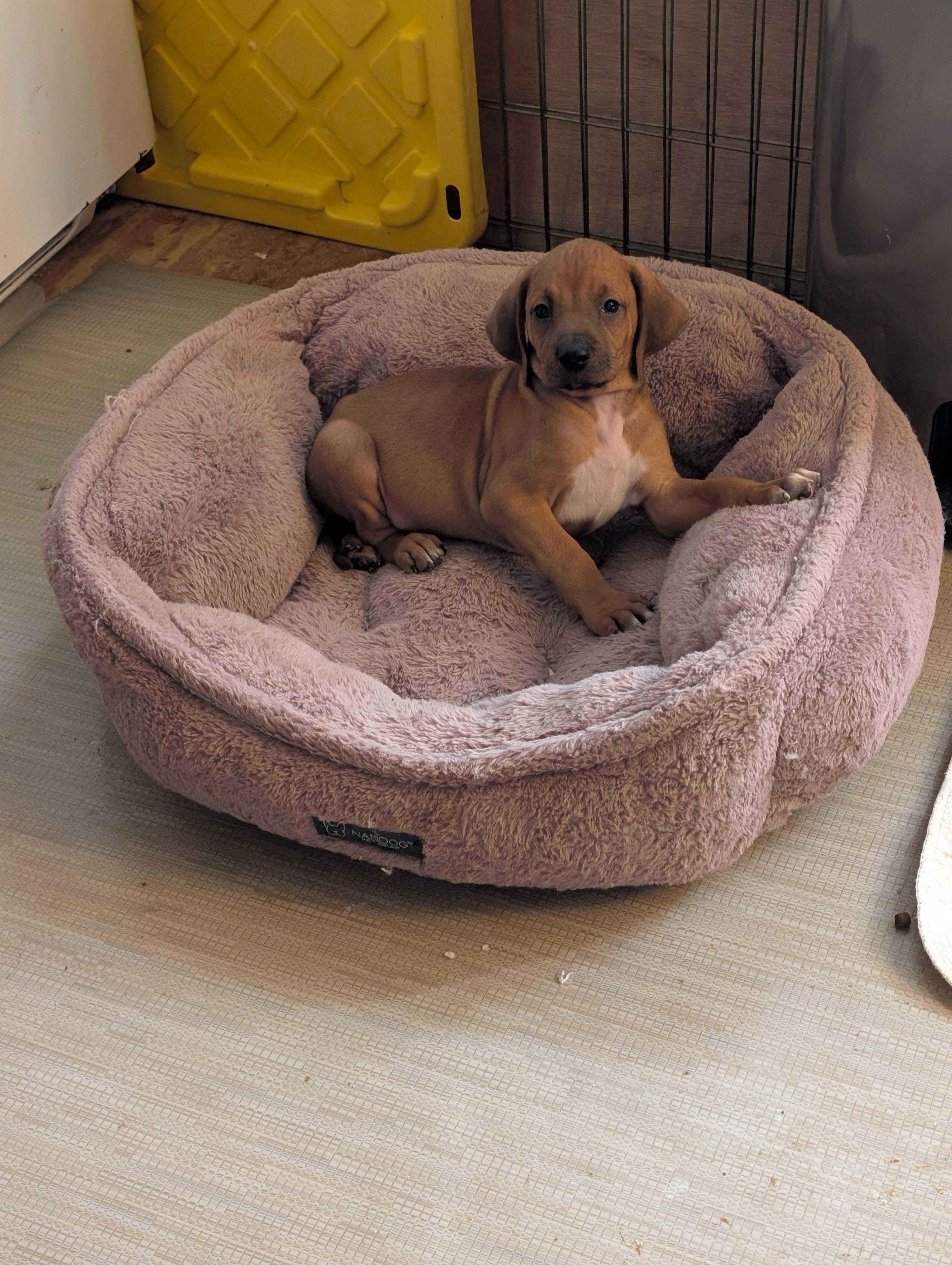 Enlarge CLAY , an adopted mixed breed in Browns Mills, NJ image 2/2