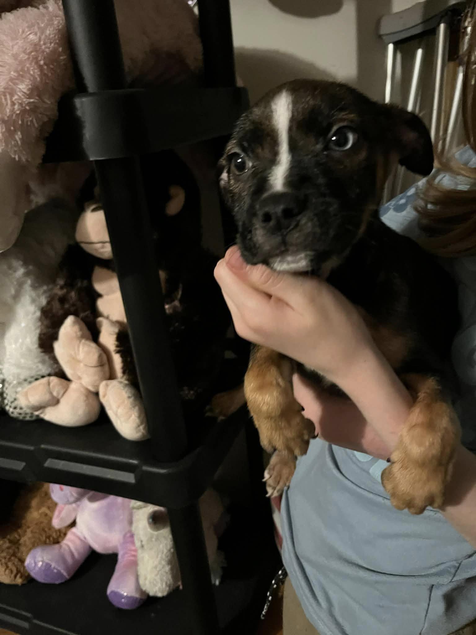 Tulip (20260226-06) — thumbnail 2