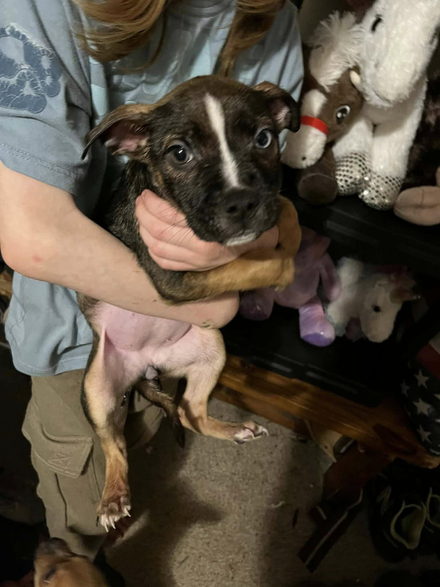 Tulip (20260226-06) — thumbnail 3