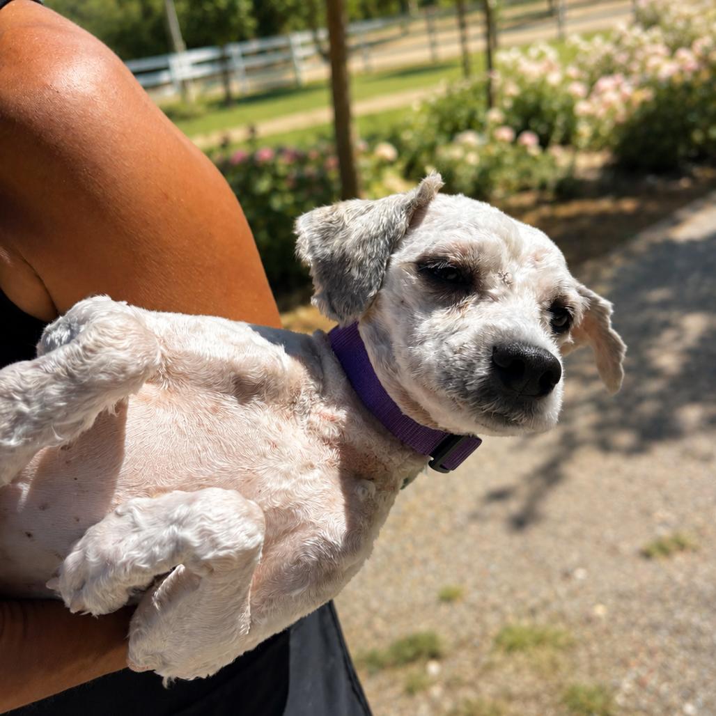 Bruce, Adoptable, Adult Male Poodle.