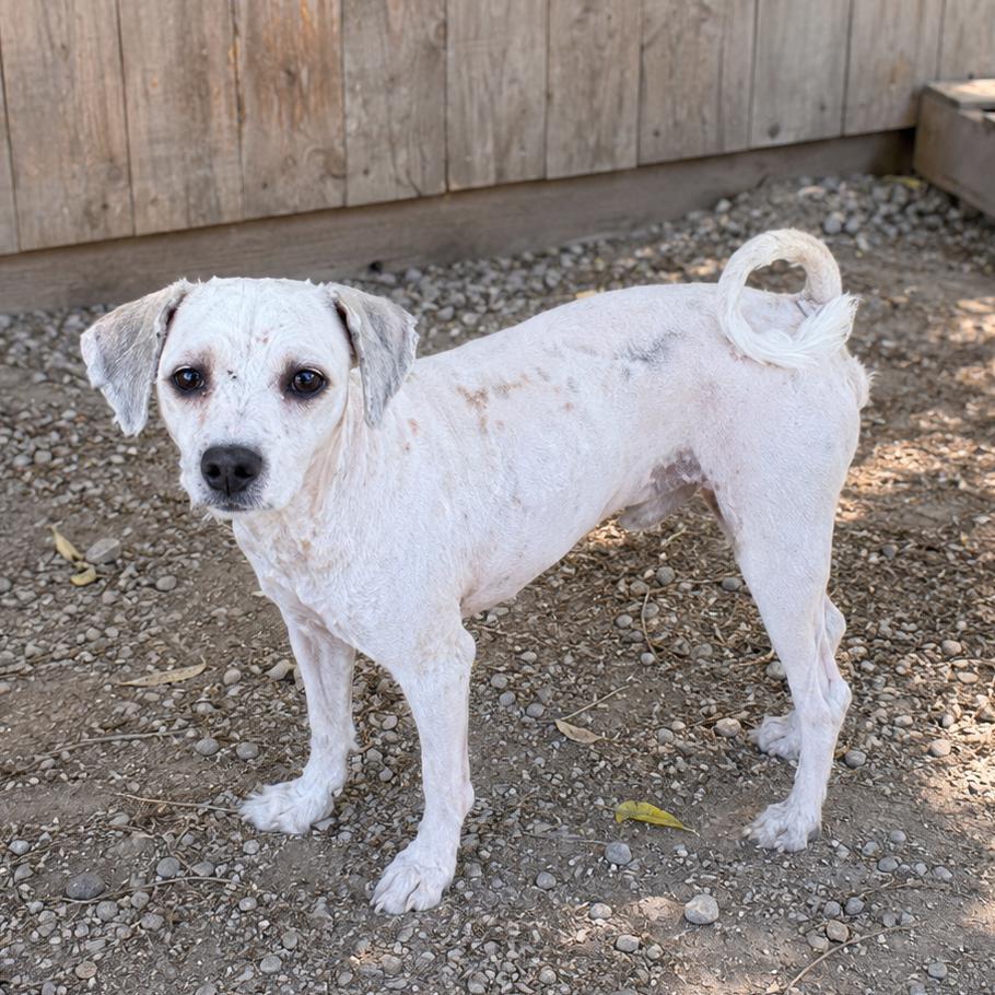 Enlarge Bruce, a Adoptable Poodle in Sonoma, CA image 2/2