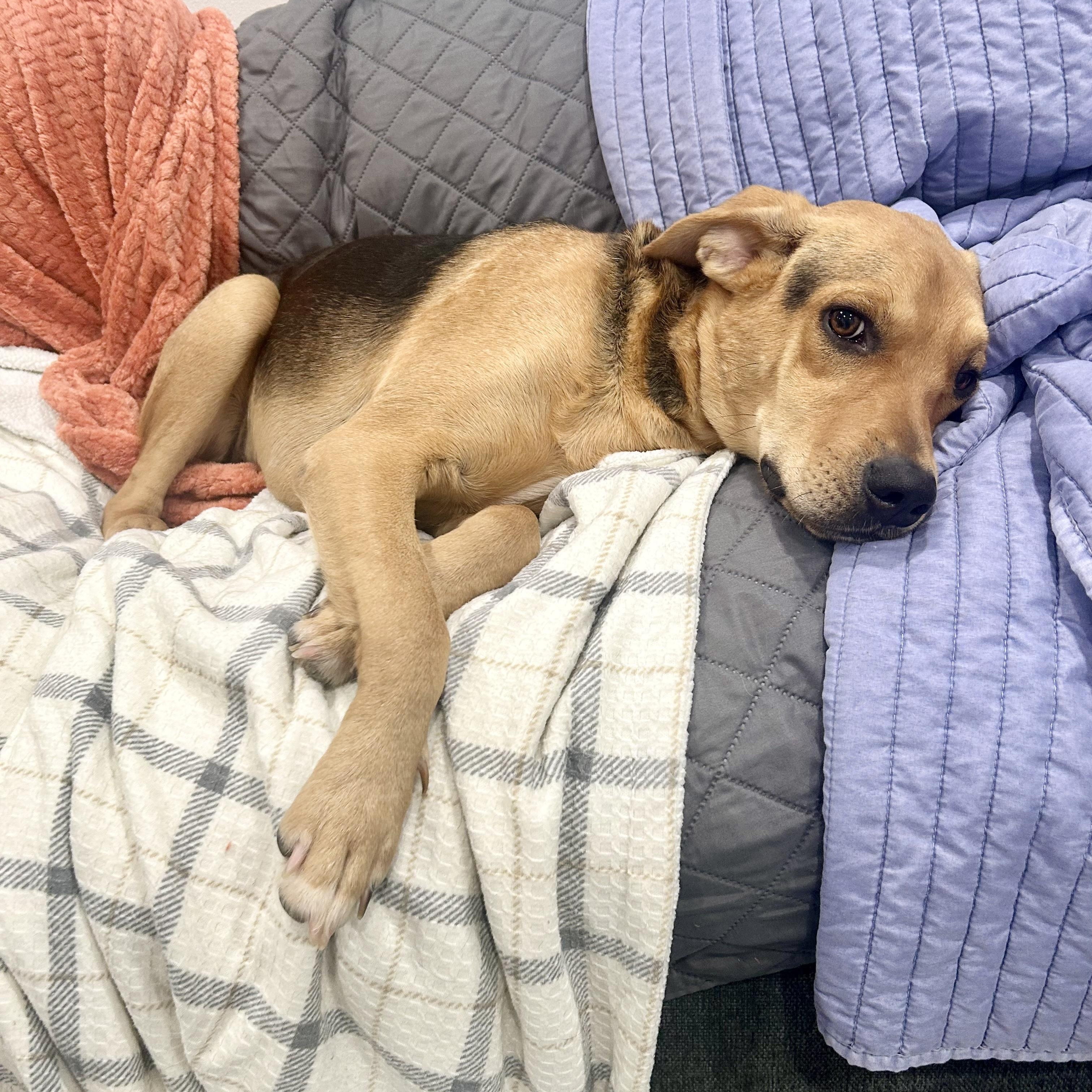 Charlie the Angel