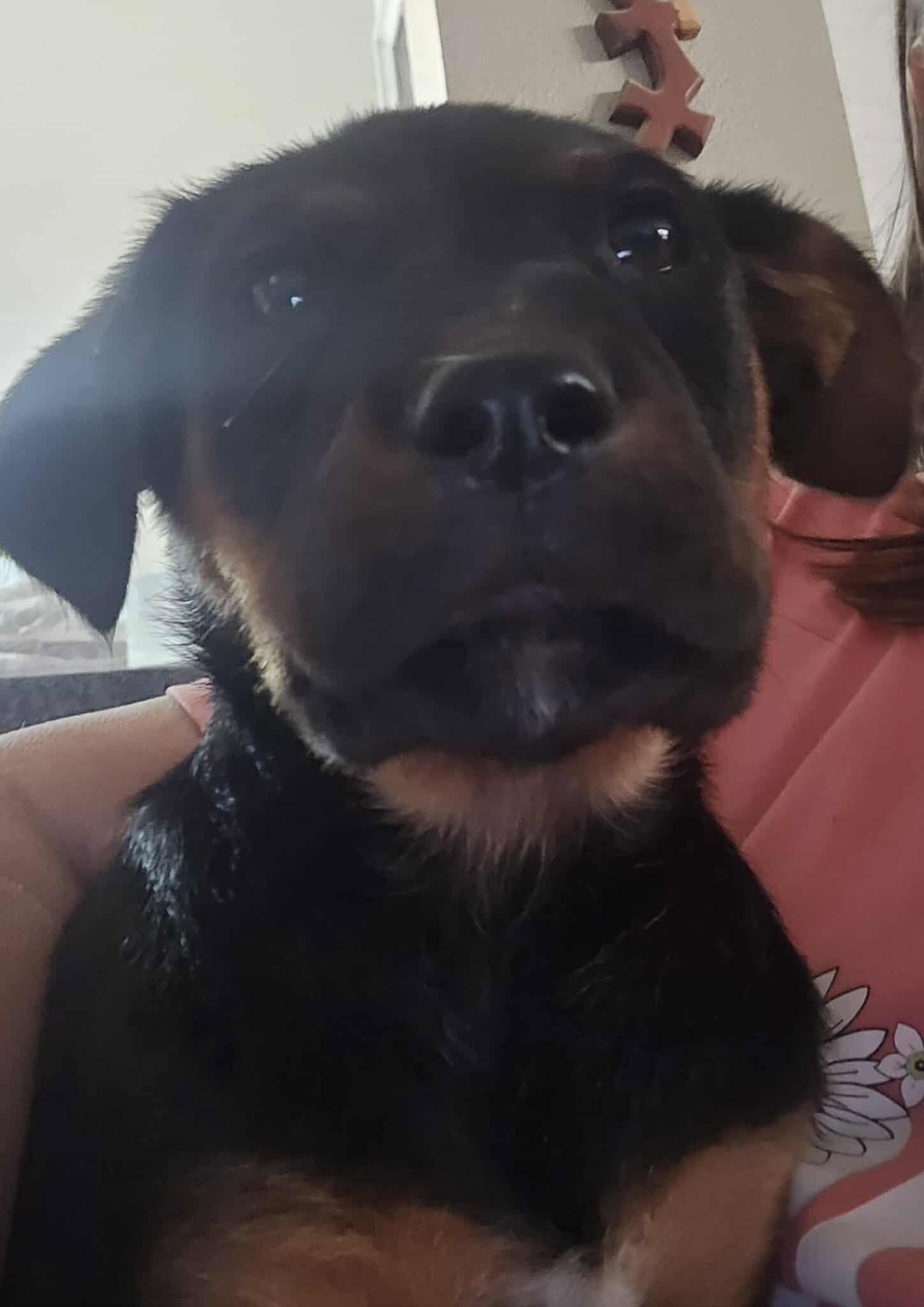 Jester — thumbnail 5