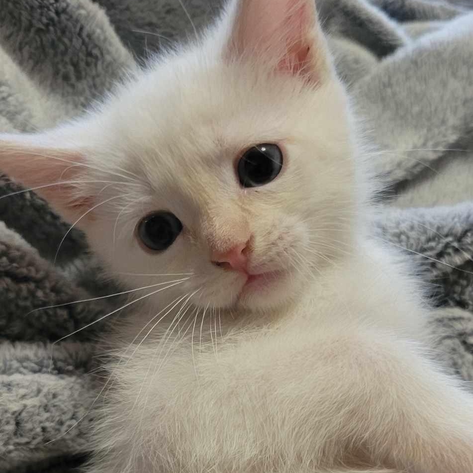 Rhea, an adoptable Siamese in Eureka, CA, 95503 | Photo Image 2