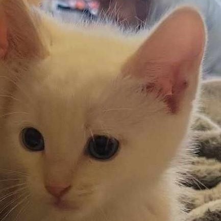 Rhea, an adoptable Siamese in Eureka, CA, 95503 | Photo Image 4