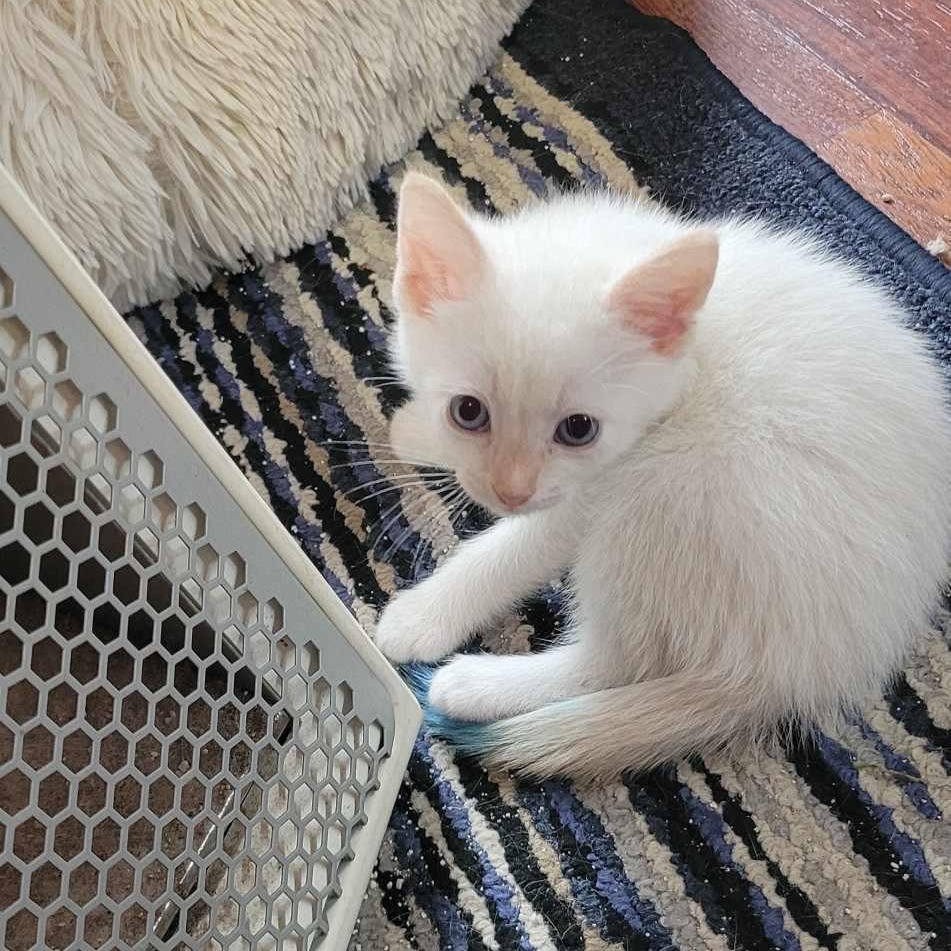 Rhea, an adoptable Siamese in Eureka, CA, 95503 | Photo Image 3
