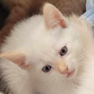 Rhea, an adoptable Siamese in Eureka, CA, 95503 | Photo Image 1