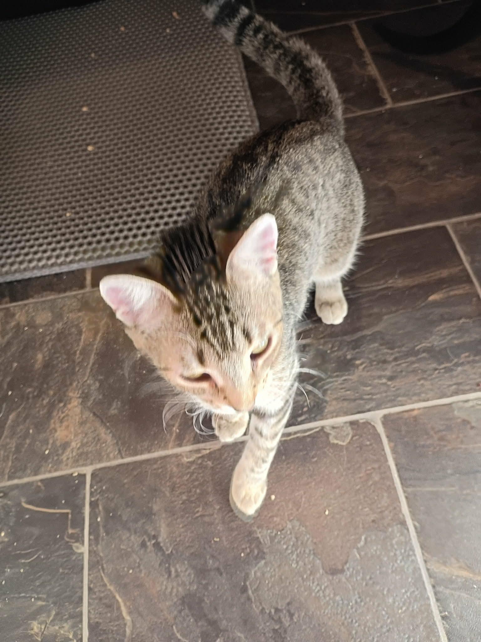 Enlarge Tigger, a ADOPTABLE Domestic Short Hair in Fonthill, ON image 1/3