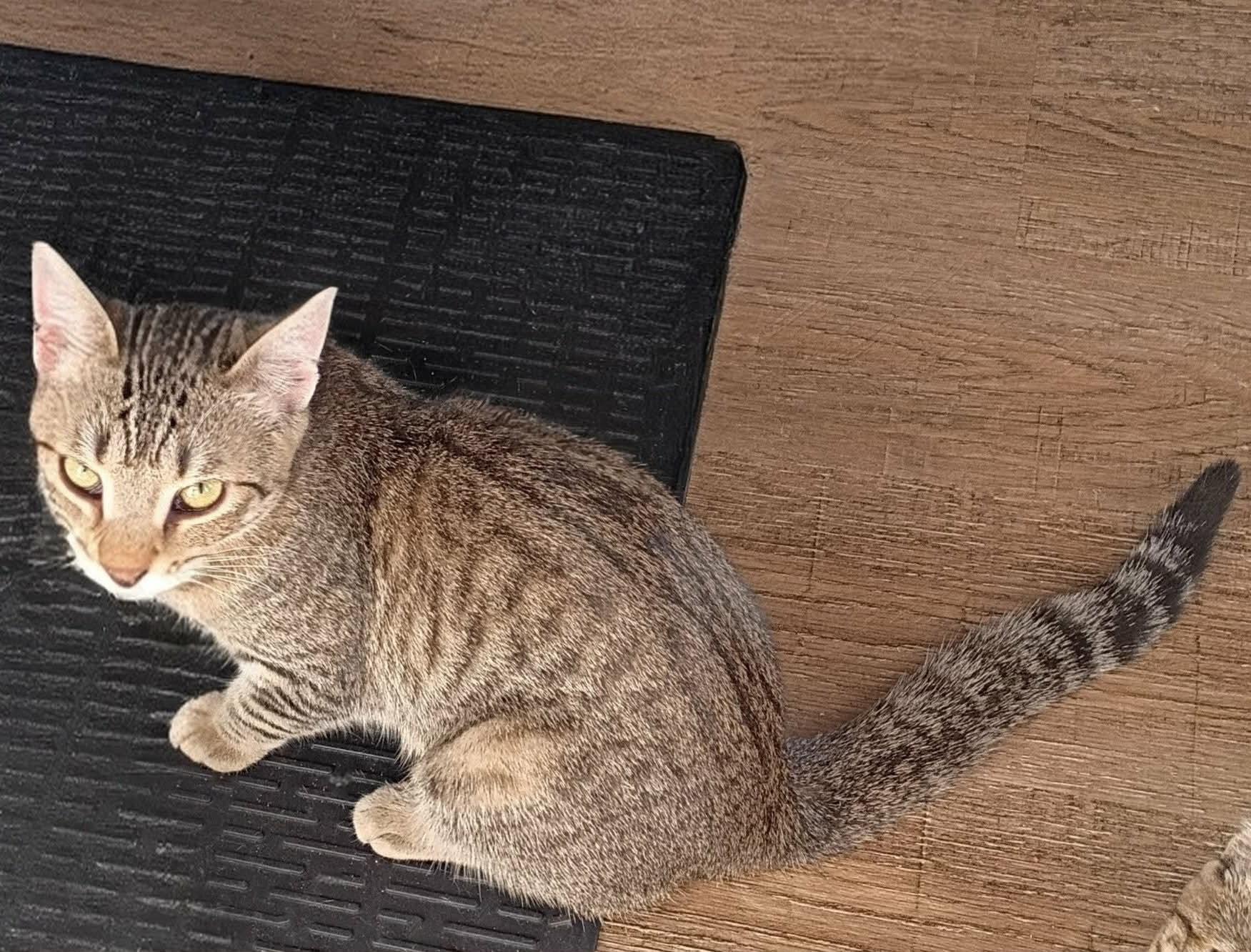 Enlarge Tigger, a ADOPTABLE Domestic Short Hair in Fonthill, ON image 2/3