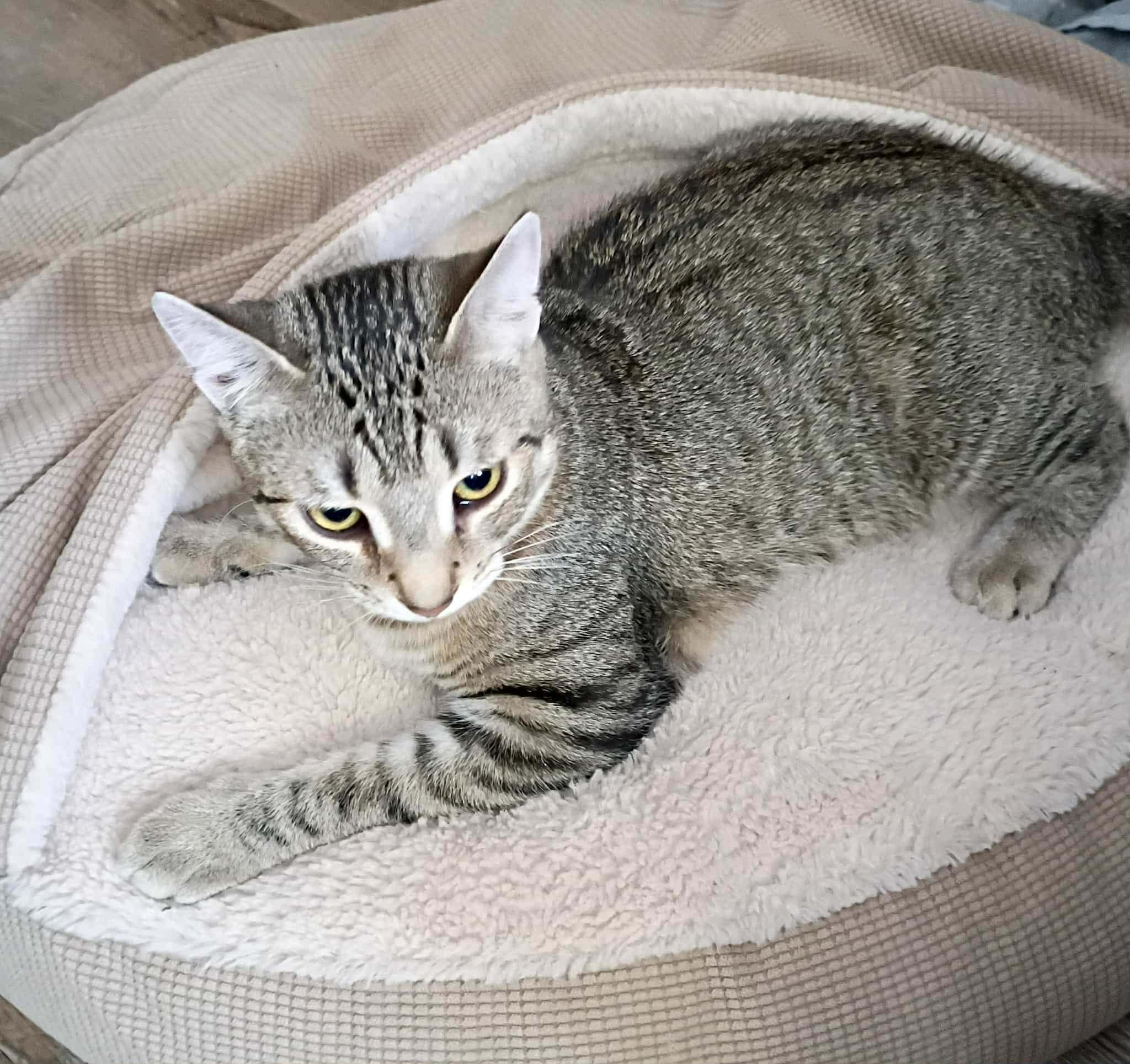 Enlarge Tigger, a ADOPTABLE Domestic Short Hair in Fonthill, ON image 3/3