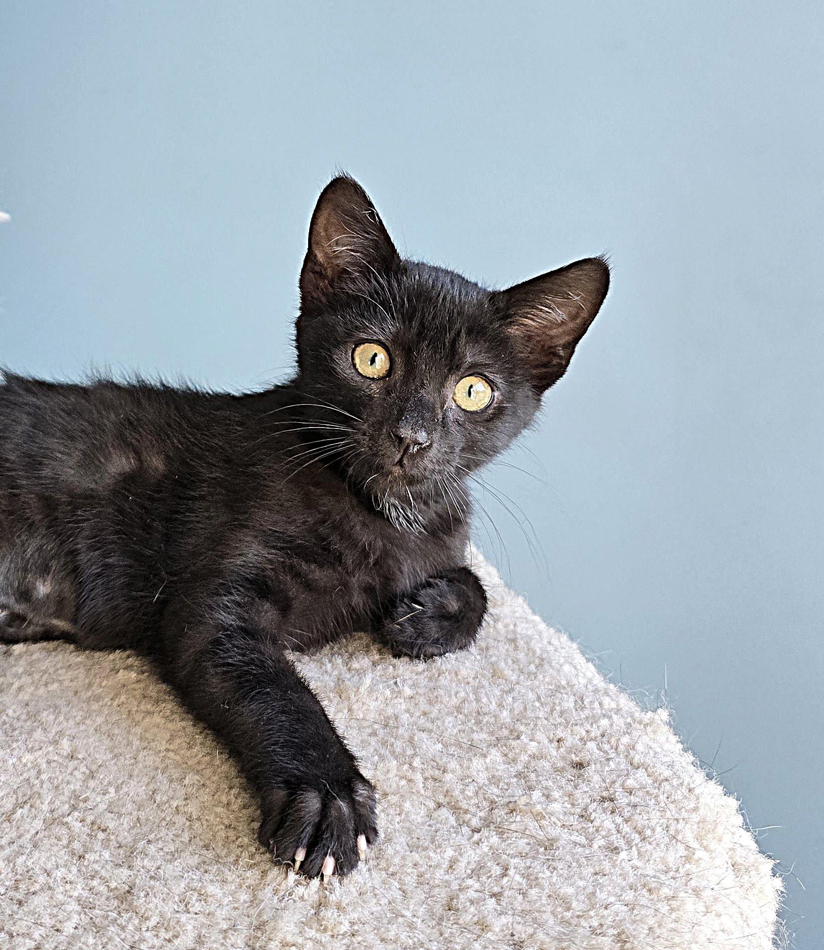 Sally, Adoptable, Kitten Female Domestic Short Hair.