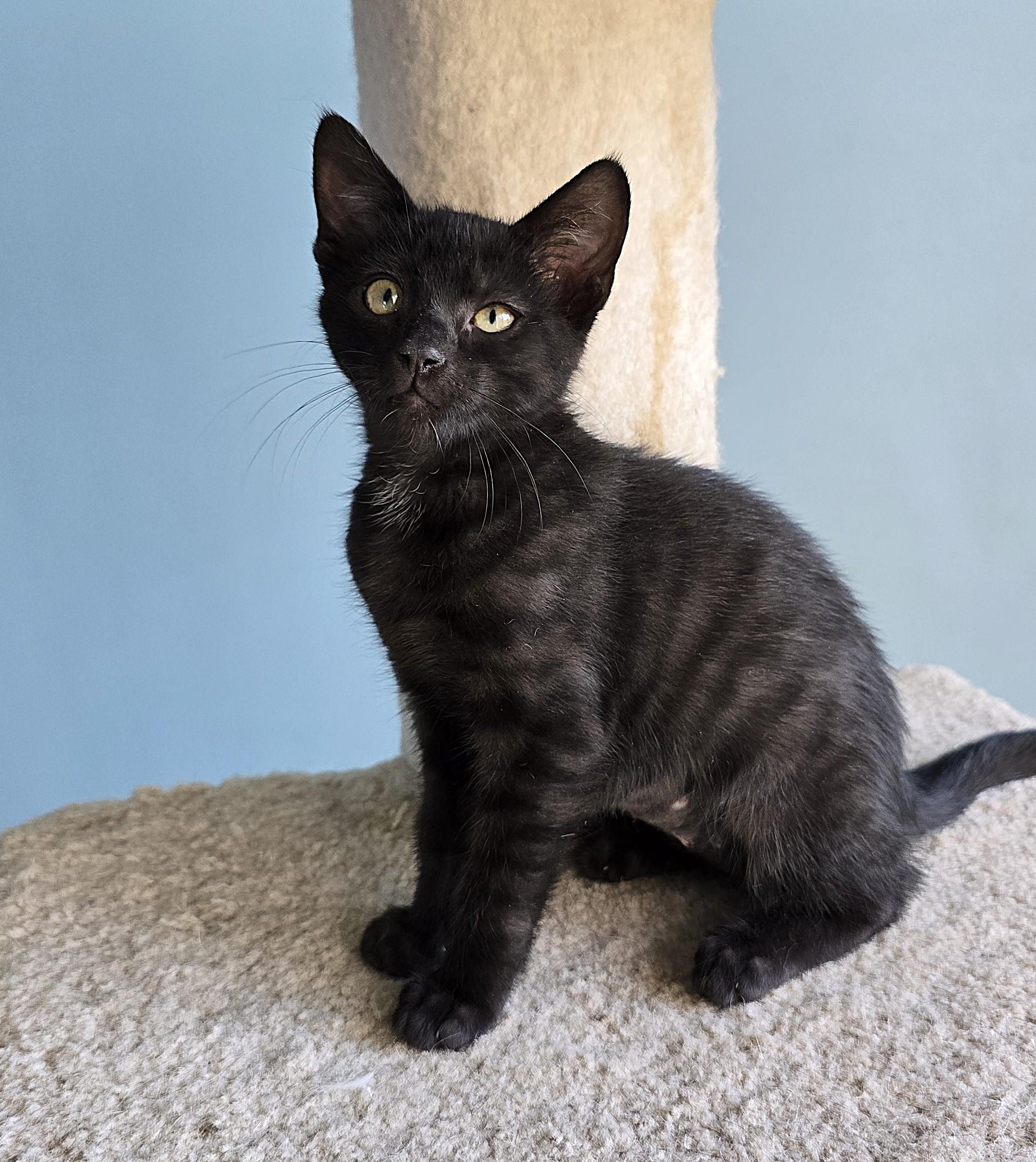 Sally, a Adoptable Domestic Short Hair in Wilmington, NC image 2/3