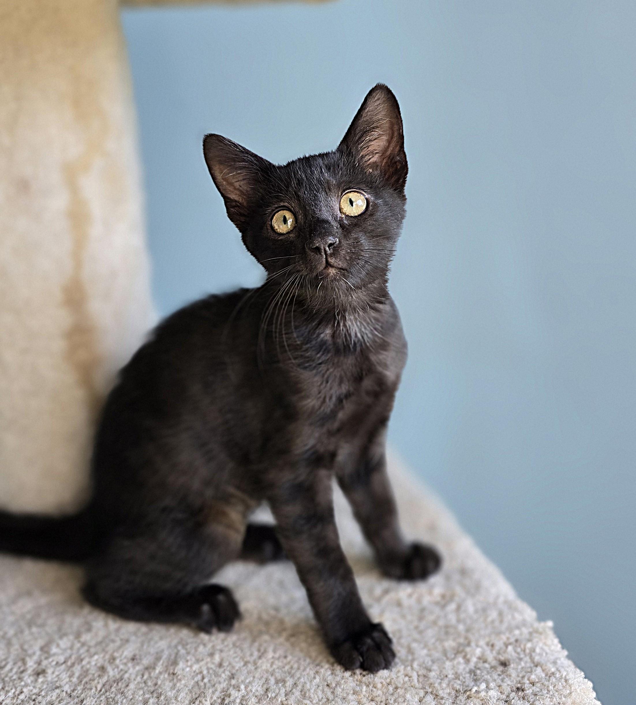 Sally, a Adoptable Domestic Short Hair in Wilmington, NC image 3/3