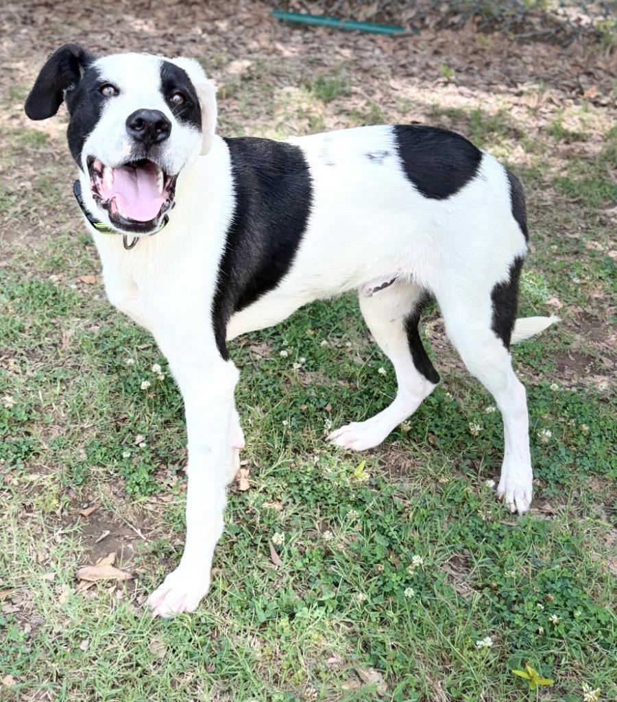Fat Boy, Adoptable, Adult Male Labrador Retriever.