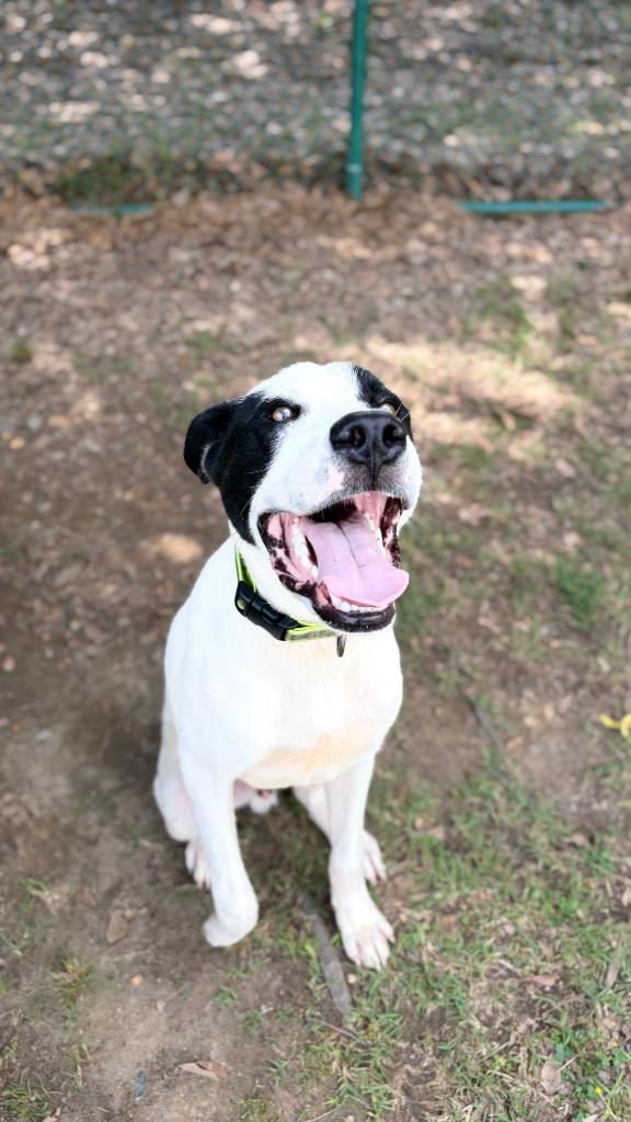 Fat Boy, a Adoptable mixed breed in Little Rock, AR image 2/3